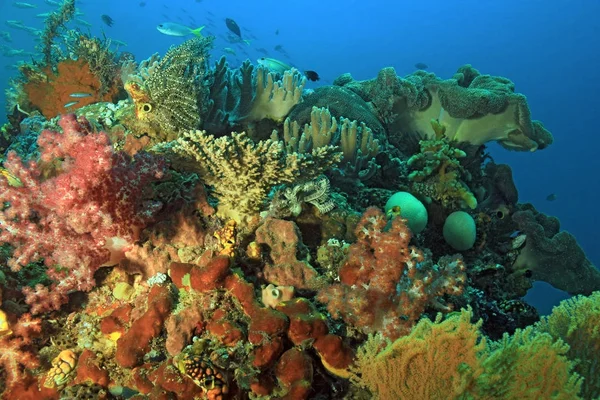 Raja Ampat Coral Reef — Zdjęcie stockowe