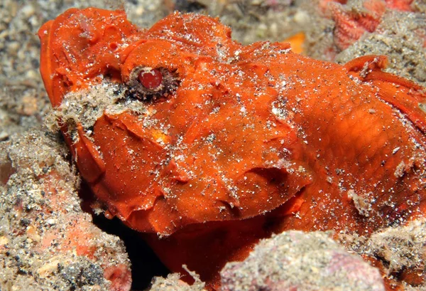 Scorpionfish corcunda, Estreito de Lembeh — Fotografia de Stock