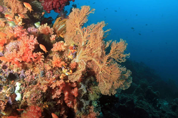 Raja Ampat Arrecife de Coral — Foto de Stock