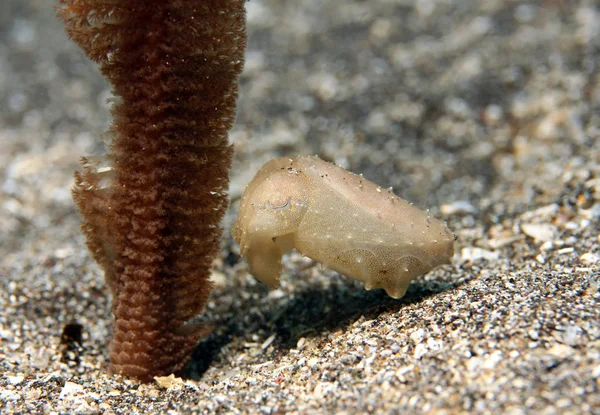 Cuttlefish pigmeu, Lembeh — Fotografia de Stock