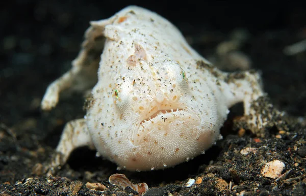 Kambur Scorpionfish, Lembeh Boğazı — Stok fotoğraf