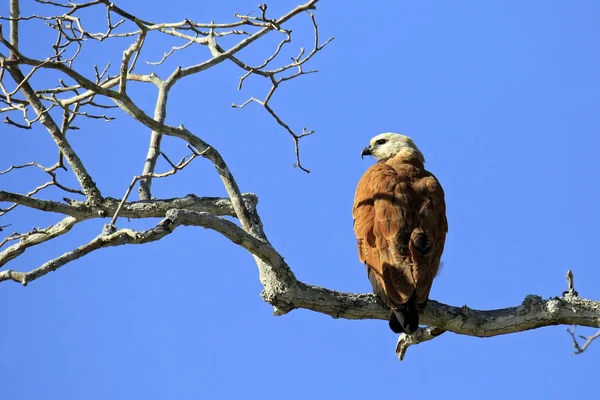 Hawk zwart-collared op een tak — Stockfoto