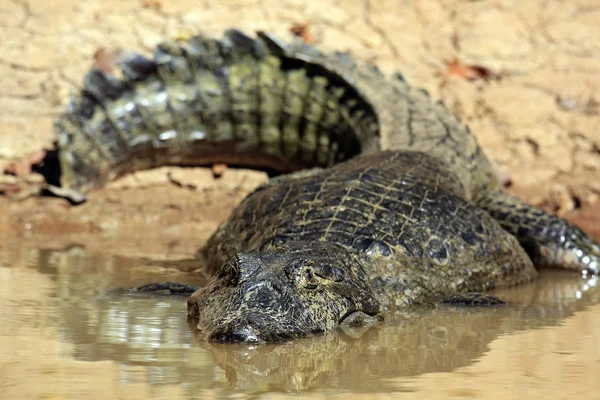 Gözlüklü caiman su — Stok fotoğraf