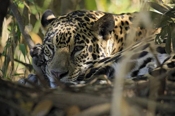 Jaguar deitado no chão, olhando através da folhagem — Fotografia de Stock