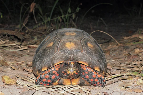 Red-footed Tortoise from Front — Stock Photo, Image