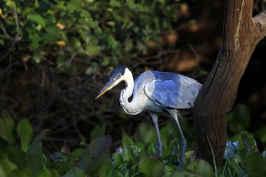 Rio Claro 'daki Cocoi Heron. Pantanal, Brezilya