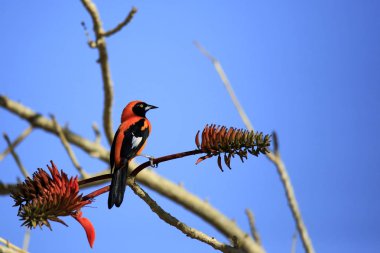 Turuncu destekli Troupial dal. Pantanal, Brezilya