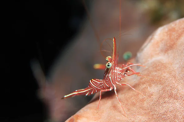 Kamel Räkor Rhynchocinetes Durbanensis Aka Hingebeak Räkor Gångjärn Näbb Räkor — Stockfoto