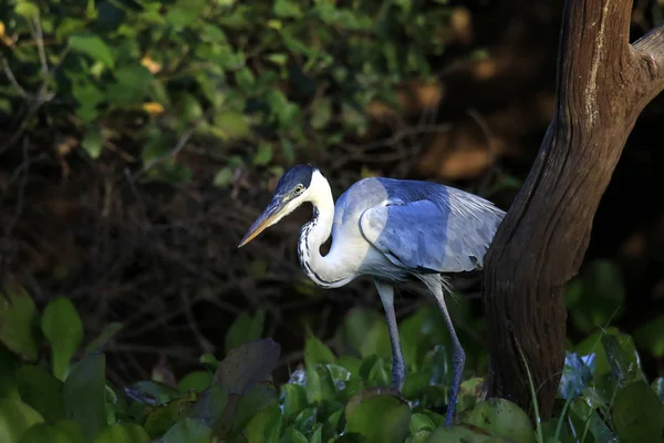 Cocoi Heron在Rio Claro 巴西Pantanal — 图库照片