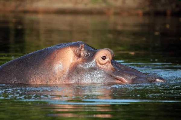 Flodhäst Hippopotamus Amphibius Vattnet Ser Över Ytan Lake Mburo Uganda — Stockfoto