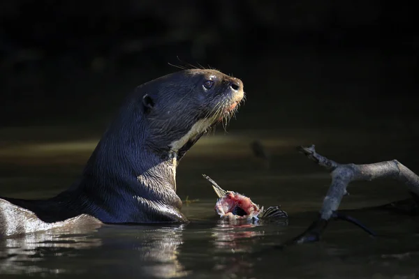 Giant Otter Feeding River Pantanal Brazil — Stock Photo, Image