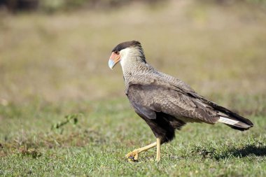 Güney Caracara yat, Rio Claro. Pantanal, Brezilya