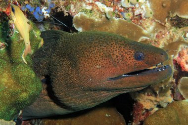 Dev Moray Eel (Gymnothorax javanicus). Raja Ampat, Endonezya