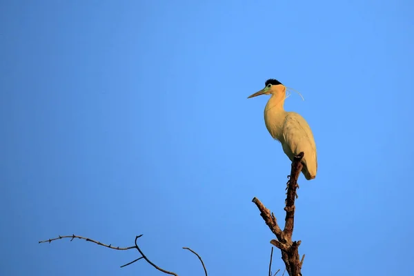 Maximerad Heron Toppen Ett Träd Skymningen Rio Claro Pantanal Brasilien — Stockfoto