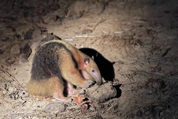 Límečkem Mravenečník Aka Jižní Tamandua Menší Mravenečník Rio Claro Pantanal — Stock fotografie