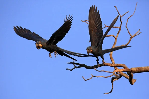 Bir Daldan Kalktıktan Iki Sümbül Amerika Papağanı Pantanal Brezilya — Stok fotoğraf