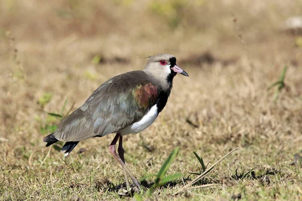 Södra Tofsvipa Rio Claro Pantanal Brasilien — Stockfoto