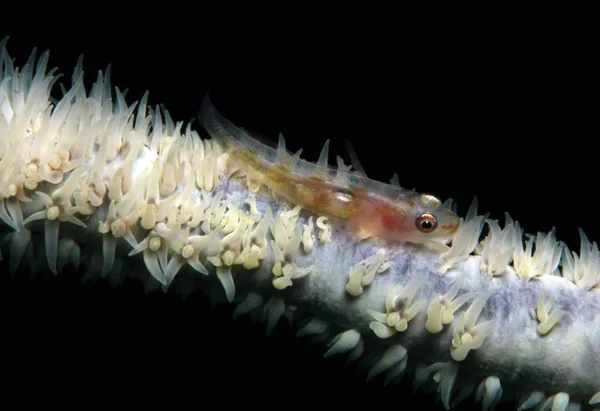 Toothy Goby Pleurosicya Mossambica Aka Common Ghost Goby Many Host — Stock Photo, Image