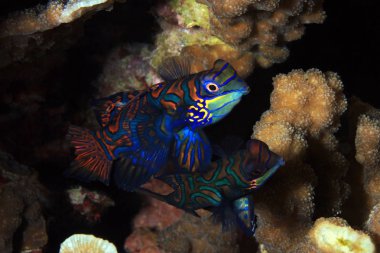 Mandarinfish çift (aka Mandarin Dragonet, Synchiropus splendidus), dostum. Moalboal, Filipinler