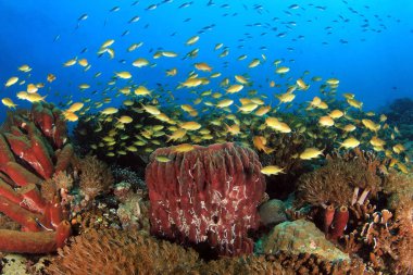 Mavi Suya karşı balık sürüleri olan renkli mercan kayalıkları. Pescador Adası, Moalboal, Filipinler