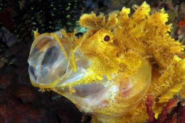 Sarı yosunlu Scorpionfish (Rhinopias frondosa) açık ağızlı. Anilao, Filipinler