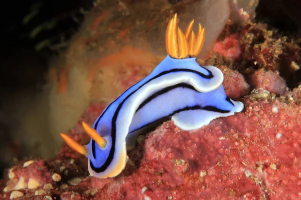 Chromodoris Nudibranch Anilao 菲律宾 — 图库照片