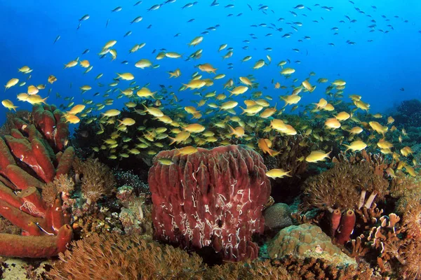 Recife Coral Colorido Com Escolas Peixes Contra Água Azul Ilha — Fotografia de Stock