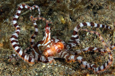 Wonderpus (Wunderpus photogenicus) Sandy altta. Anilao, Filipinler