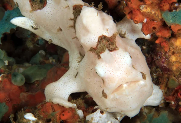 White Antenariusowate Clown Antennarius Maculatus Aka Warty Antenariusowate Anilao Filipiny — Zdjęcie stockowe