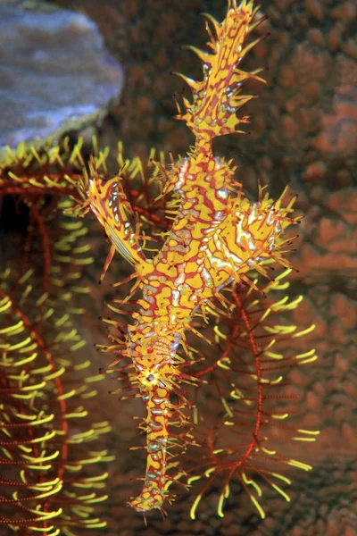 Yellow Harlequin Ghost Pipefish Ornate Ghost Pipefish Solenostomus Paradoxus Моалбул — стоковое фото