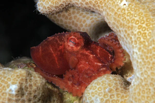 Sternensauger Zwergkrake Alias Wolfspygmy Oktopus Tintenfisch Wolfi Einer Koralle Moalboal — Stockfoto