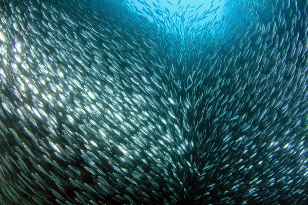 Sardine Run Moalboal Cebu Filipijnen — Stockfoto