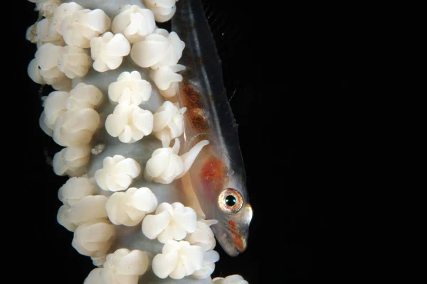 Frusta Coral Goby Bryaninops Yongei Corallo Montante Bianco Anilao Filippine — Foto Stock