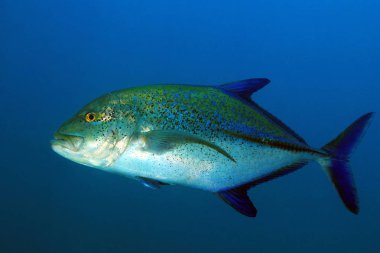 Mavi yüzgeçli Trevally (Caranx melampygus, aka mavi yüzgeçli Jack). Coiba, Panama