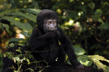 Bebek goril (goril beringei beringei) sürme anneler geri. Bwindi aşılmaz Milli Parkı, Uganda