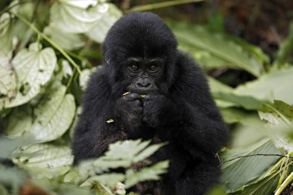 Goril Bebek Goril Beringei Beringei Besleniyor Bwindi Geçilmez Ulusal Park — Stok fotoğraf