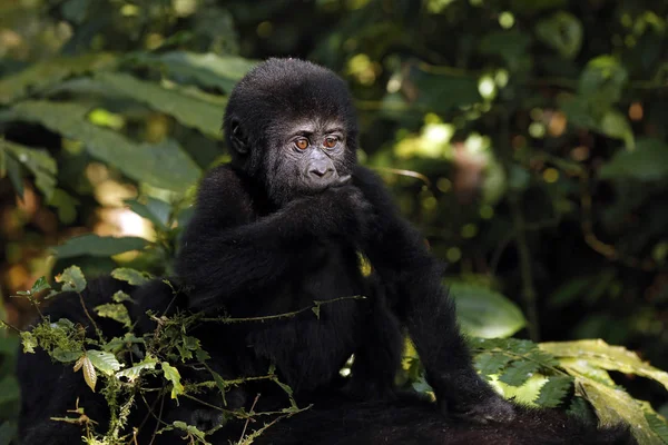 小猩猩 大猩猩 Beringei Beringei 骑母亲回来 布温迪坚不可摧的国家公园 乌干达 — 图库照片