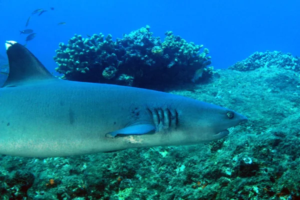 Weißspitzenriffhai Triaenodon Obesus Schwimmt Über Das Riff Coiba Panama — Stockfoto