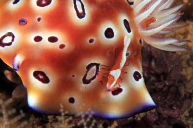 Goniobranchus Leopardu arkasında küçük bir İmparator karides Close-Up