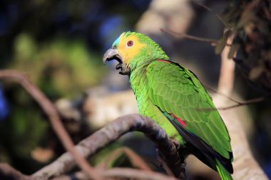 Turquoise-fronted Amazon (Amazona aestiva, aka Turquoise-fronted Parrot) Yawning. Pantanal, Brazil clipart