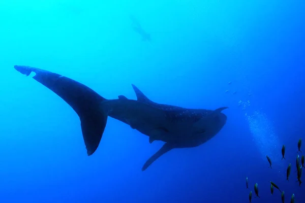 Silhouette Squalo Balena Con Snorkeler Surface Atollo South Ari Maldive — Foto Stock