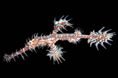 Palyaço hayalet Pipefish (Solenostomus paradoxus, aka süslü hayalet Pipefish). Anilao, Filipinler