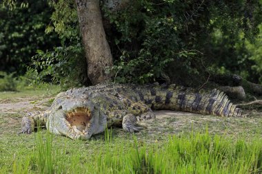 Açık ağız, nehir kıyısında yalan ile Nil timsahı (Crocodylus Niloticus). Murchison Falls, Uganda