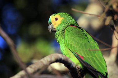 Turkuaz alınlı Amazon (Amazona aestiva, aka turkuaz önlü papağan) dal. Pantanal, Brezilya