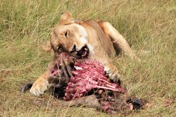 Leoa Panthera Leo Alimentando Gnu Maasai Mara Quénia — Fotografia de Stock