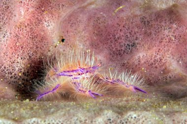 Kıllı bodur ıstakoz (Lauriea siagiani, aka kıllı pembe bodur ıstakoz, peri yengeç). Anilao, Filipinler