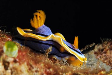 Chromodoris Annae Nudbranch. Anilao, Filipinler