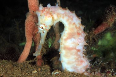 Beyaz dikenli deniz atı (dikenli Hippocampus Hippocampus hystrix). Anilao, Filipinler