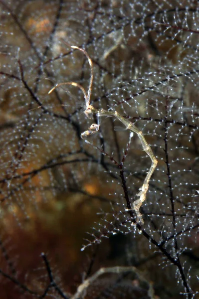 Squelette Espèces Crevettes Famille Des Caprellidae Dans Corail Mou Anilao — Photo