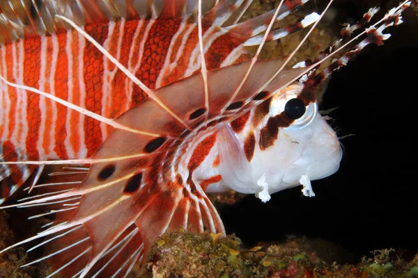 Spotfin Lionfish Close Pterois Antennata Anilao Filipinas — Foto de Stock